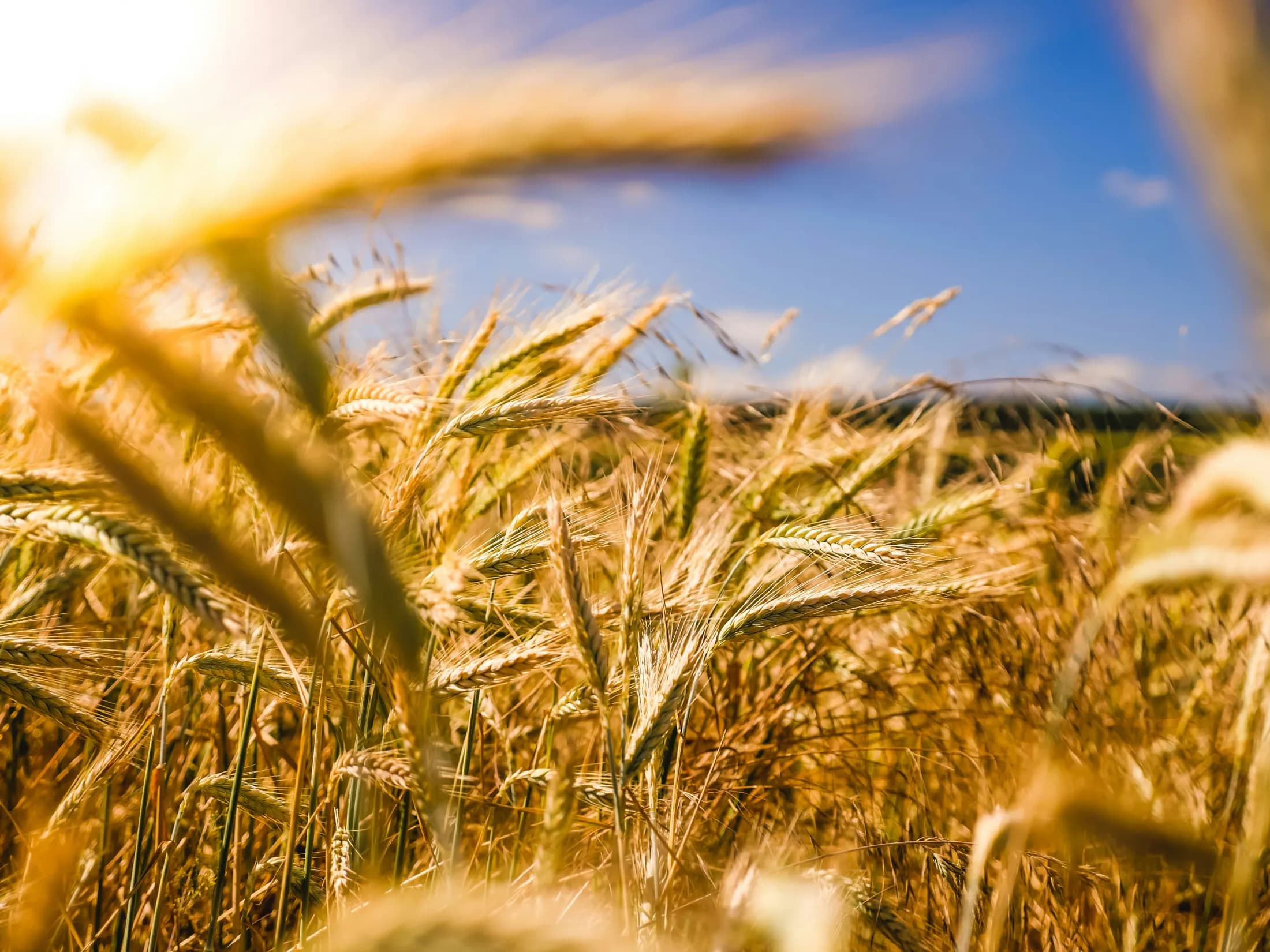 Wheat heads growing in a sunlit field